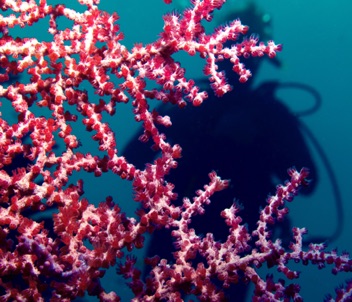 Pygmy Seahorse lower left